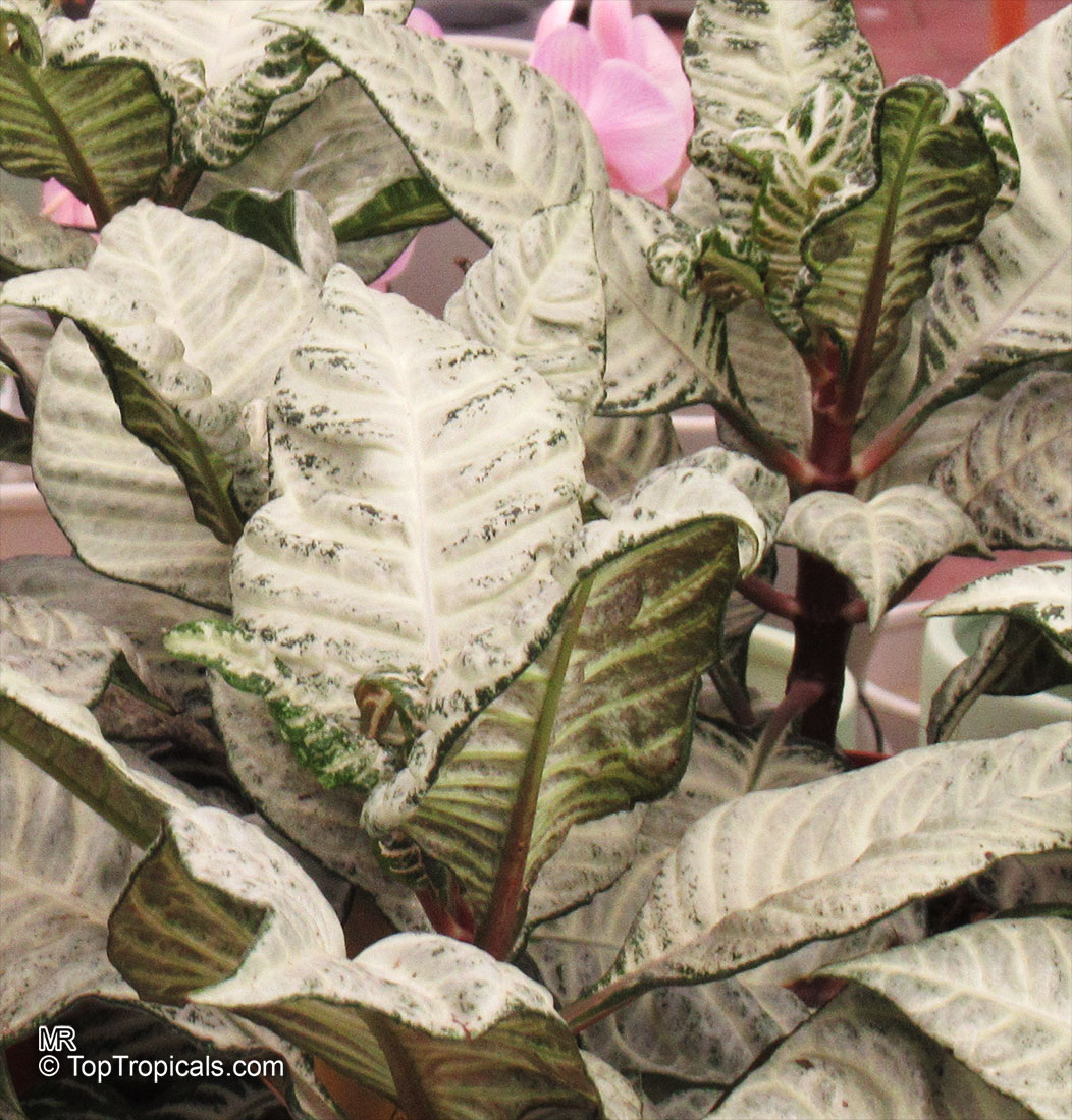 Aphelandra squarrosa, Zebra Plant. Aphelandra squarrosa 'White Wash'