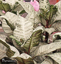 Aphelandra squarrosa, Zebra Plant

Click to see full-size image