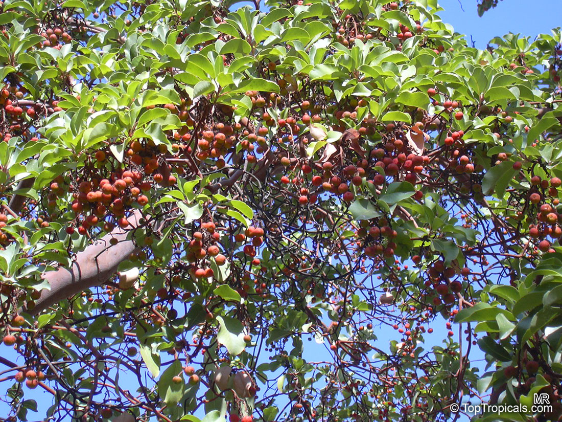 Arbutus andrachne, Grecian strawberry tree