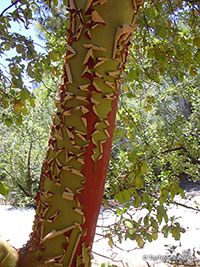 Arbutus andrachne, Grecian strawberry tree

Click to see full-size image