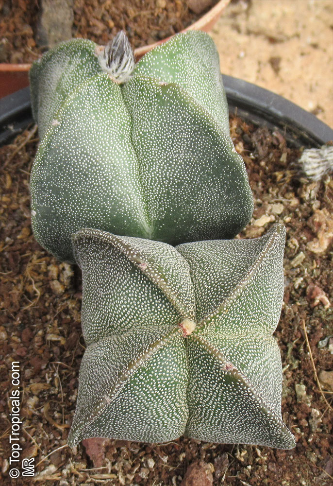 Astrophytum sp. , Star Cactus. Astrophytum myriostigma var. quadricostatum