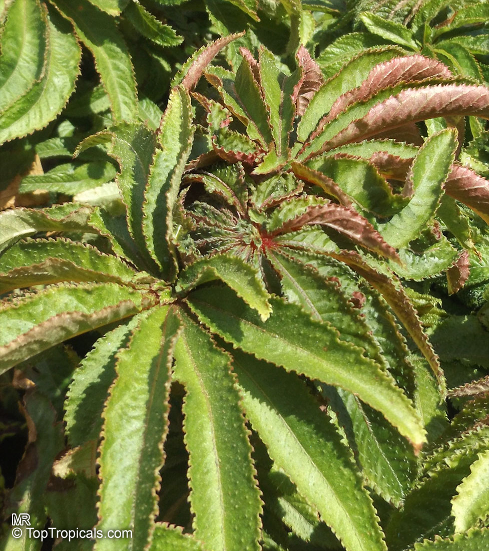 Begonia sp., Begonia. Begonia luxurians