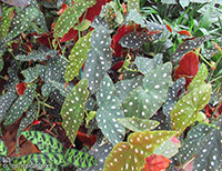 Begonia maculata, Clown Begonia, Polka Dot Begonia, Wright's Spotted Begonia

Click to see full-size image