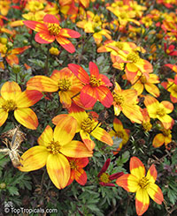 Bidens ferulifolia, Bidens aurea, Apache Beggarticks, Bur Marigold

Click to see full-size image
