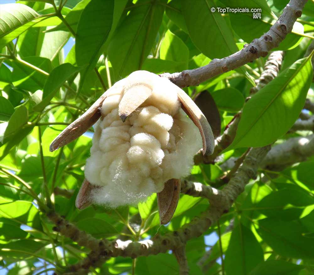 Bombax ceiba, Salmalia malabarica, Bombax malabaricum, Kapok tree, Silk Cotton Tree