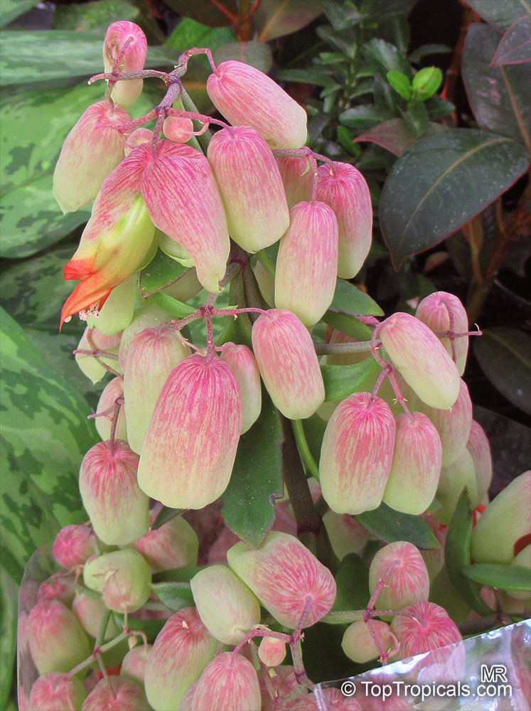 Bryophyllum pinnatum, Kalanchoe pinnata, Bryophyllum calycinum, Bahamas Breath Plant, Hawaiian Air Plant