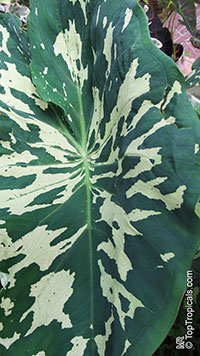Caladium praetermissum, Alocasia 'Hilo Beauty', Colocasia 'Hilo Beauty', Camouflage Alocasia, Hilo Beauty

Click to see full-size image