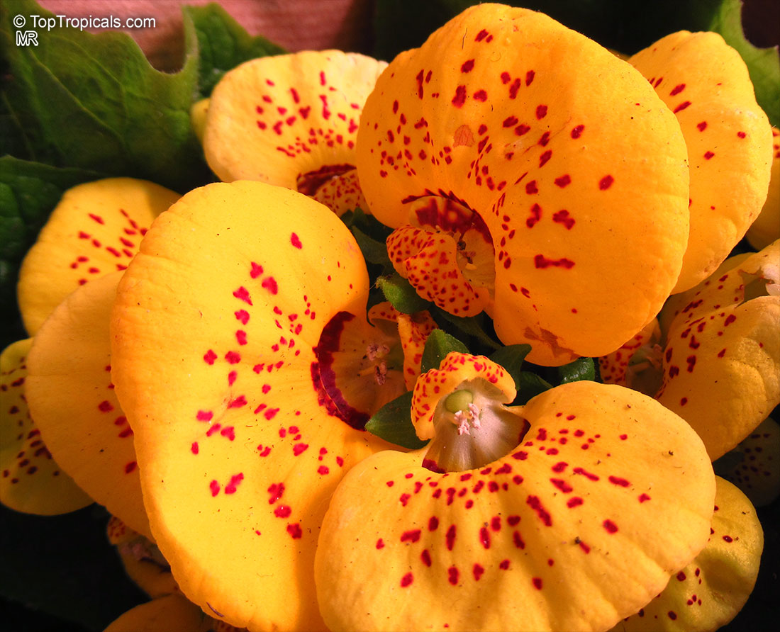 Calceolaria herbeohybrida, Pouch flower, Slipper flower, Slipperwort, Pocket book flower