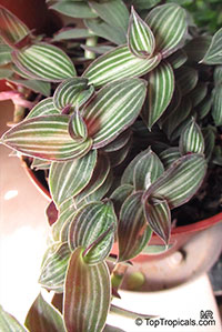 Callisia gentlei var. elegans, Callisia elegans, Callisia