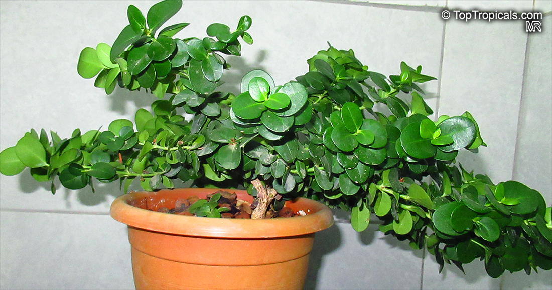 Carissa macrocarpa, Carissa grandiflora, Natal Plum. Carissa macrocarpa 'Green Carpet'