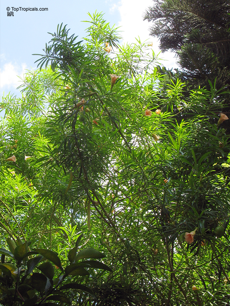 Cascabela thevetia, Thevetia nereifolia, Thevetia peruviana, Yellow Oleander, Still Tree, Lucky Nut