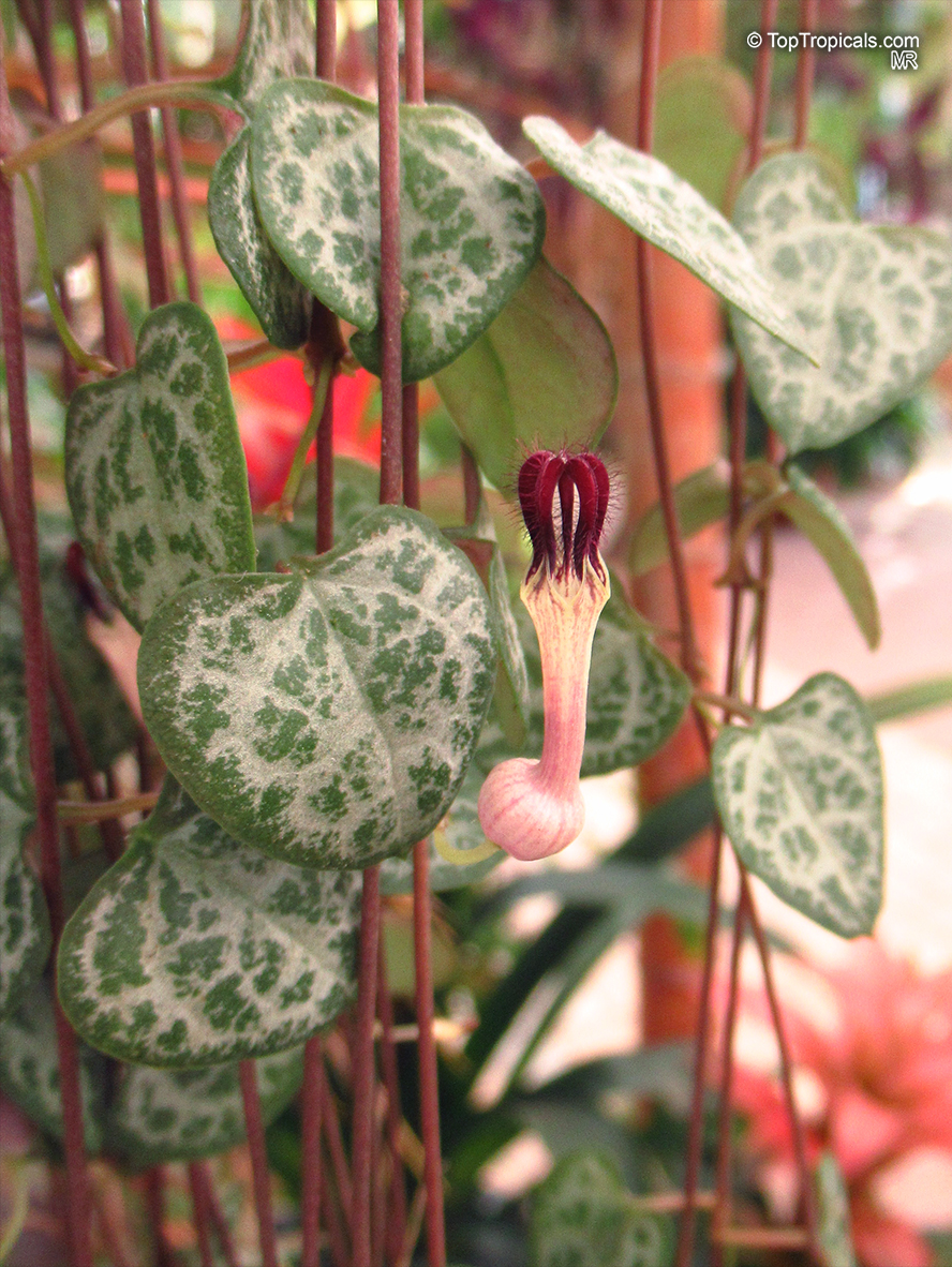 Ceropegia woodii, Ceropegia linearis subsp. woodii, Rosary Vine, Chain of hearts