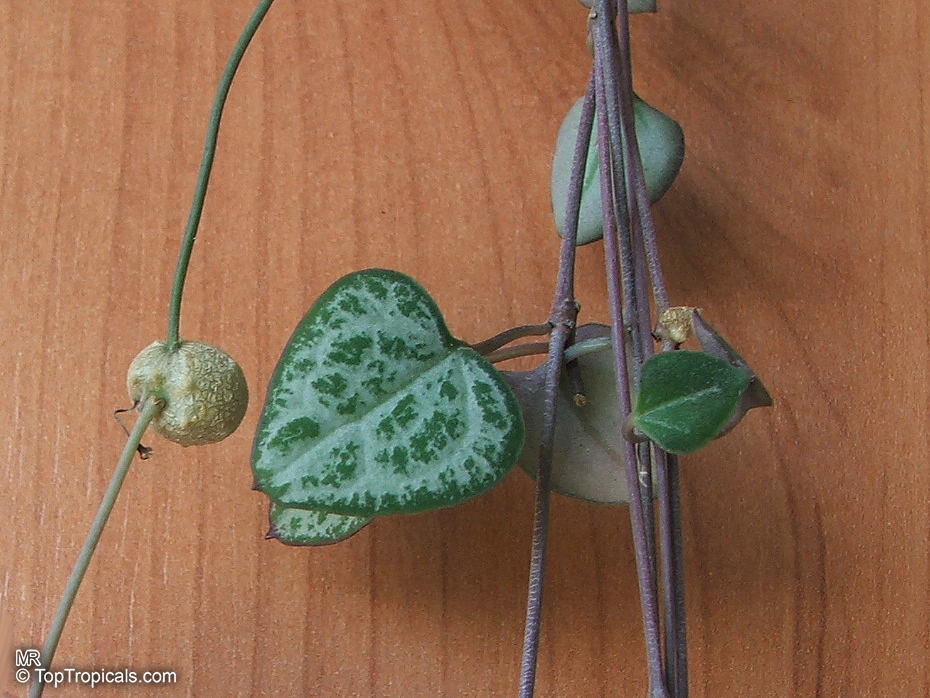 Ceropegia woodii, Ceropegia linearis subsp. woodii, Rosary Vine, Chain of hearts