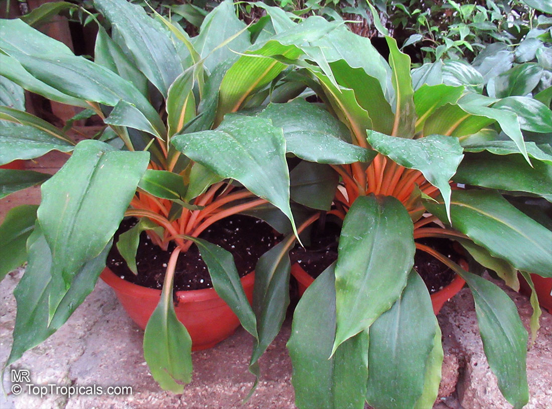 Chlorophytum orchidantheroides, Chlorophytum amaniense, Chlorophytum orchidastrum, Mandarin Plant, Fire Flash, Fire Glory