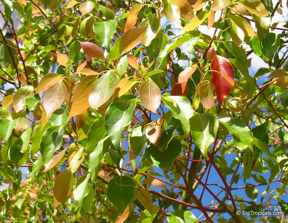 Cinnamomum camphora, Camphor Tree, Camphor Laurel