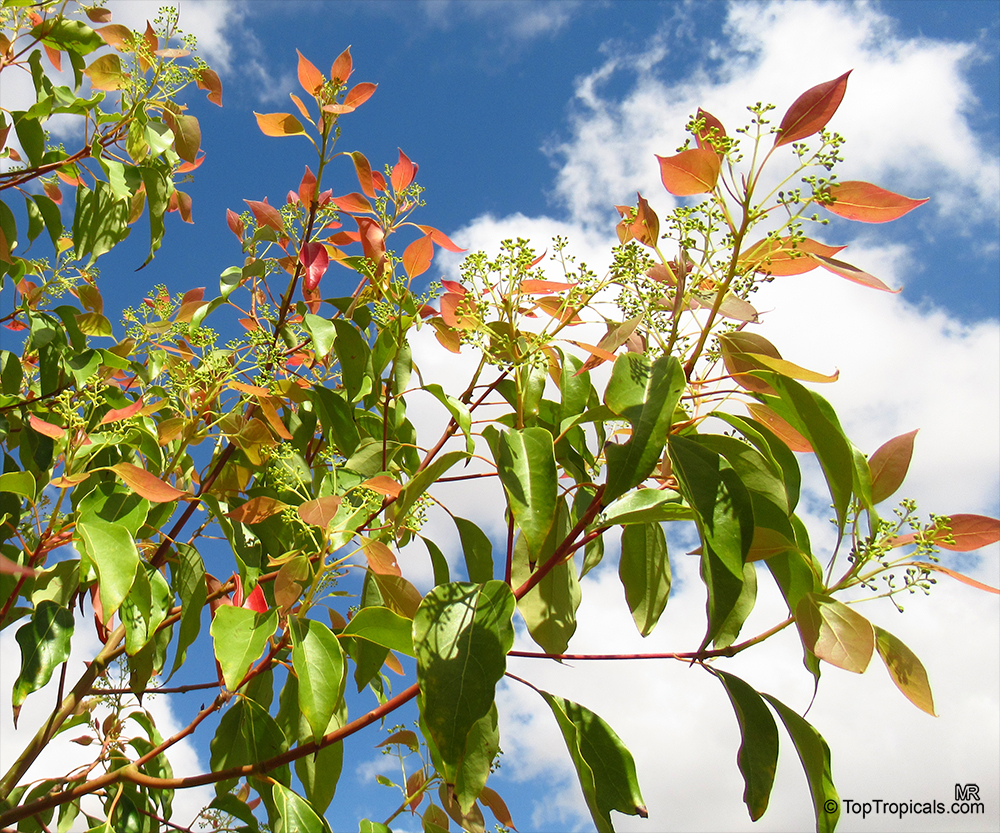 Camphor tree, Cinnamomum camphora - seeds