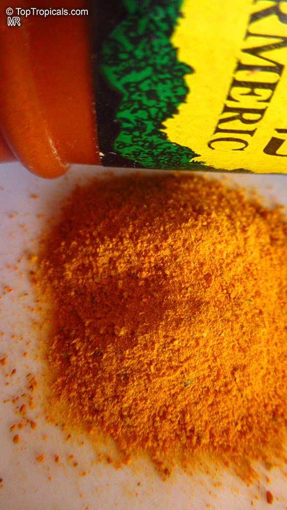 Curcuma longa, Spice Turmeric, Longevity Spice, Indian Saffron, Tumeric