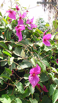 Dalechampia dioscoreifolia, Winged Beauty, Costa Rican Butterfly Vine

Click to see full-size image