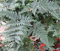 Davallia sp., Rabbits Foot Fern, Hare's-foot Fern

Click to see full-size image