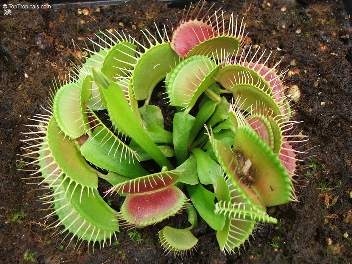 Dionaea Muscipula Venus Flytrap Top Tropicals Plant Encyclopedia Dionaea Muscipula Venus Flytrap Top Tropicals Plant Encyclopedia