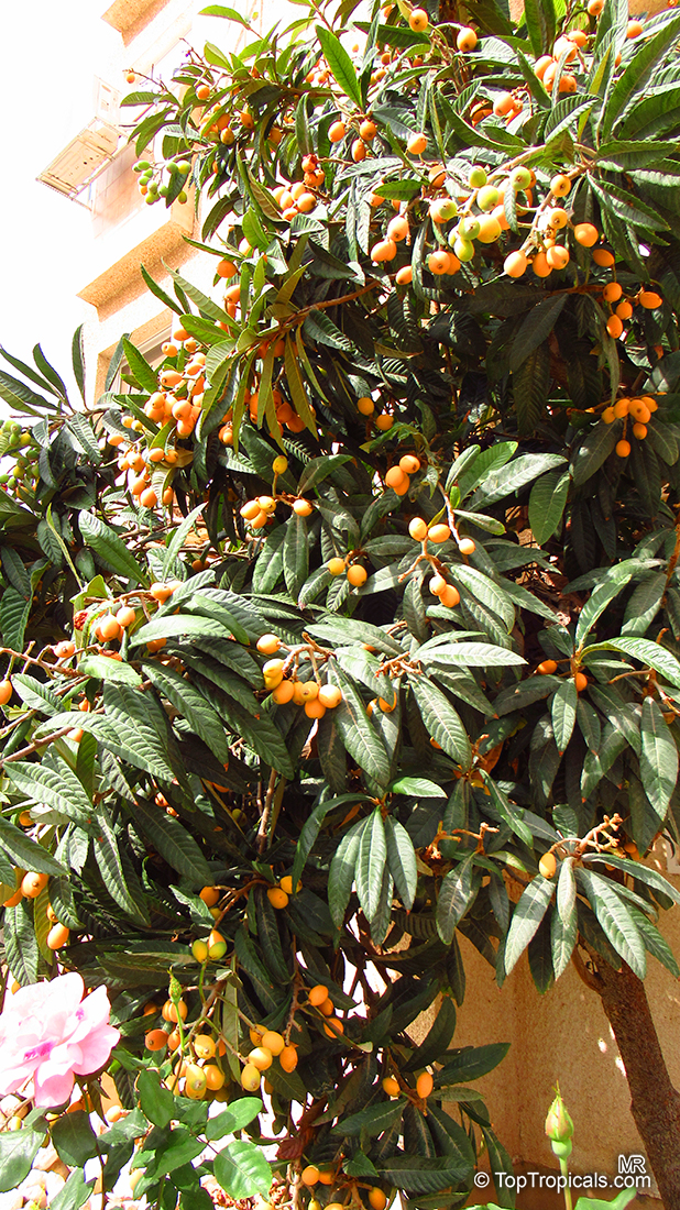 Eriobotrya japonica, Loquat, Japanese Plum, Nispero