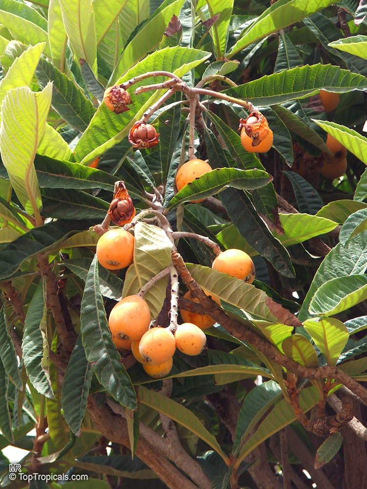 Eriobotrya japonica, Loquat, Japanese Plum, Nispero. Fruit should be protected from birds