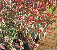 Euphorbia cotinifolia, Red spurge, Mexican shrubby Spurge, Caribbean Copper Plant