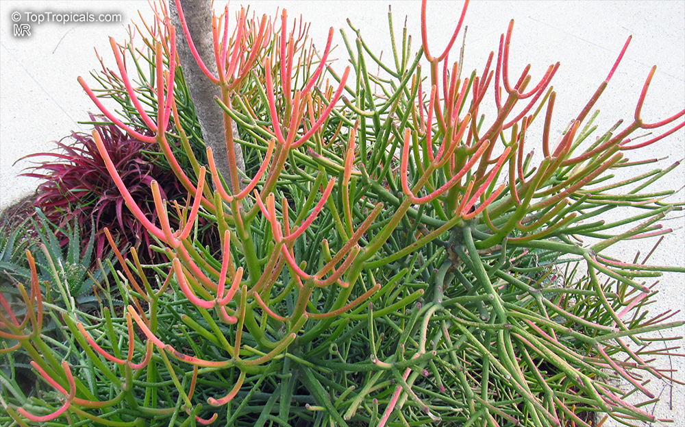 Euphorbia tirucalli, Pencil Bush, Milk-bush, Pencil Tree, Fire Fingers
