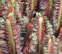 Euphorbia trigona, African Milk Tree 

Click to see full-size image