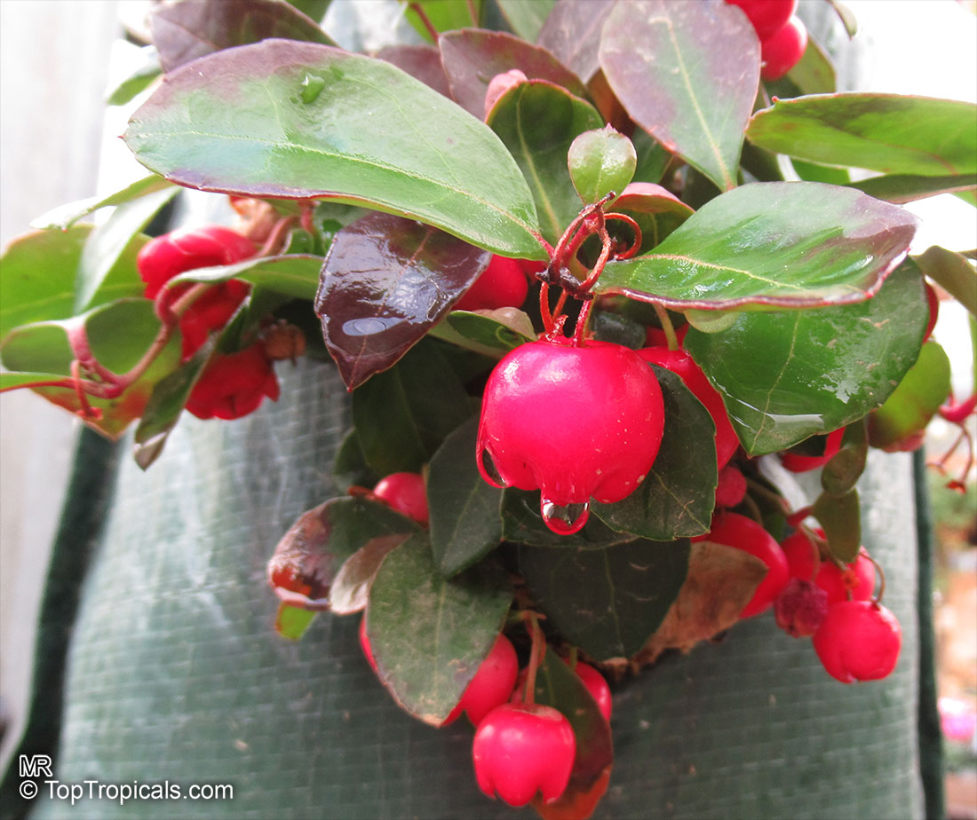 Gaultheria procumbens, Eastern Teaberry, Checkerberry, Boxberry, American Wintergreen