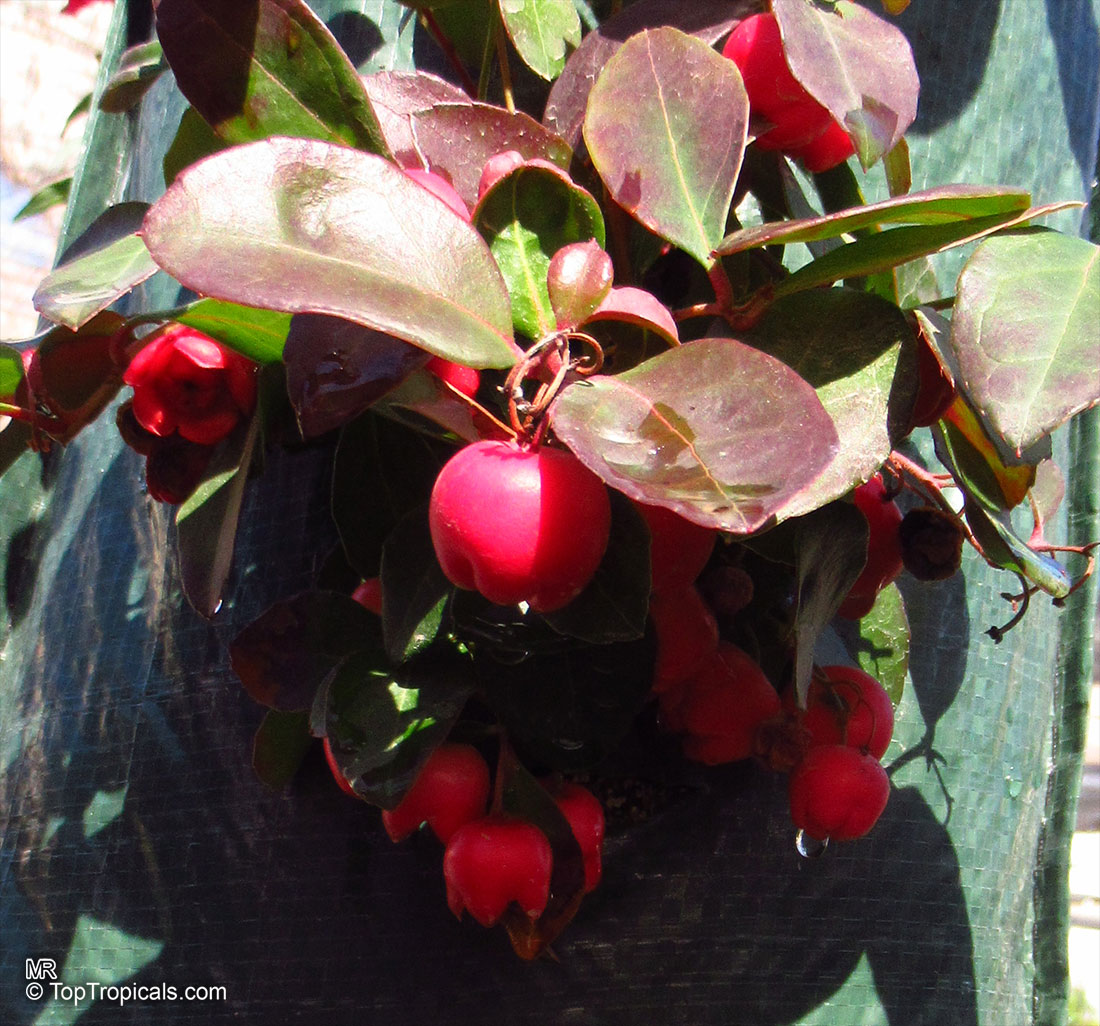 Gaultheria procumbens, Eastern Teaberry, Checkerberry, Boxberry, American Wintergreen