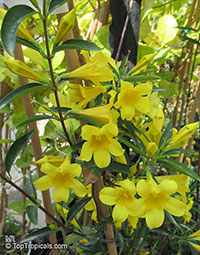 Gelsemium sempervirens, Yellow Jessamine, Carolina Jasmine, Trumpet Flower

Click to see full-size image