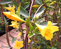 Gelsemium sempervirens, Yellow Jessamine, Carolina Jasmine, Trumpet Flower

Click to see full-size image