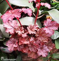 Heuchera sp., Alumroot, Coral Bells

Click to see full-size image