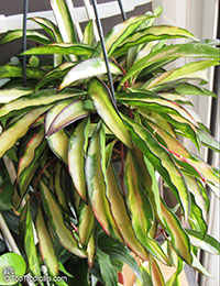 Hoya wayettii (kentiana) variegata - Stringbean Hoya

Click to see full-size image