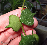 Hoya curtisii, Million Hearts, Tiny-leaf Porcelain Flower

Click to see full-size image