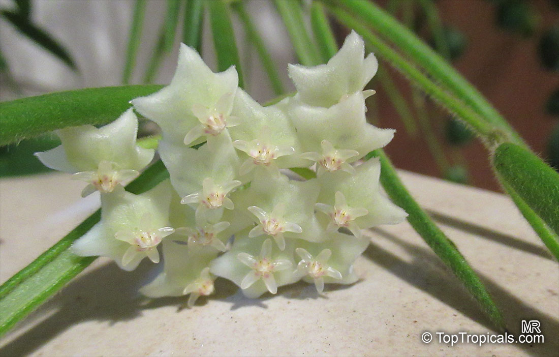 Hoya linearis, Porcelain Flower