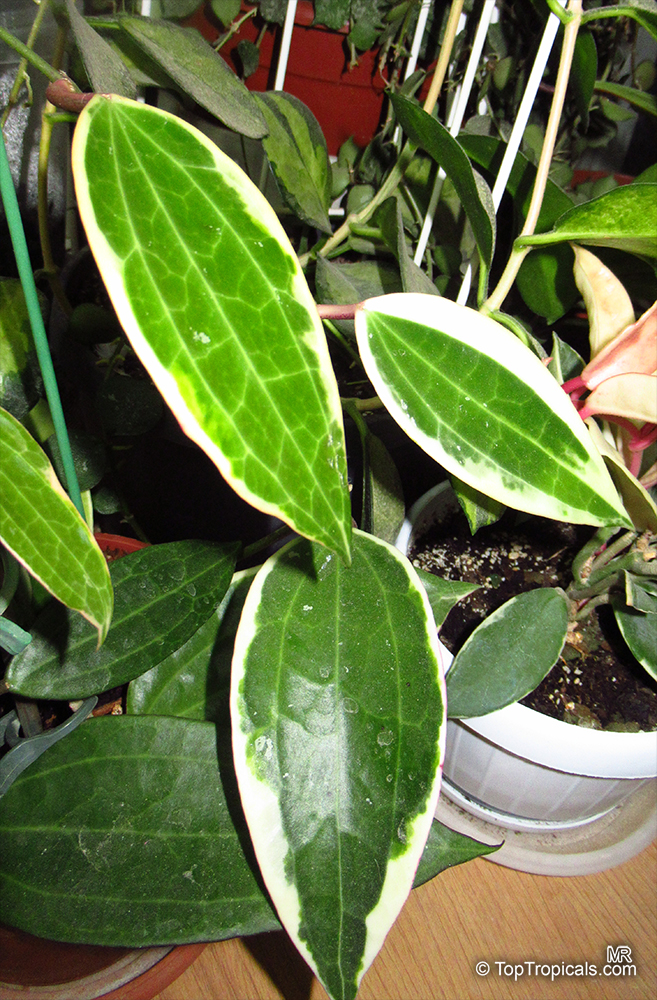 Hoya macrophylla, Hoya latifolia, Hoya browniana, Hoya clandestina, White Margin Hoya