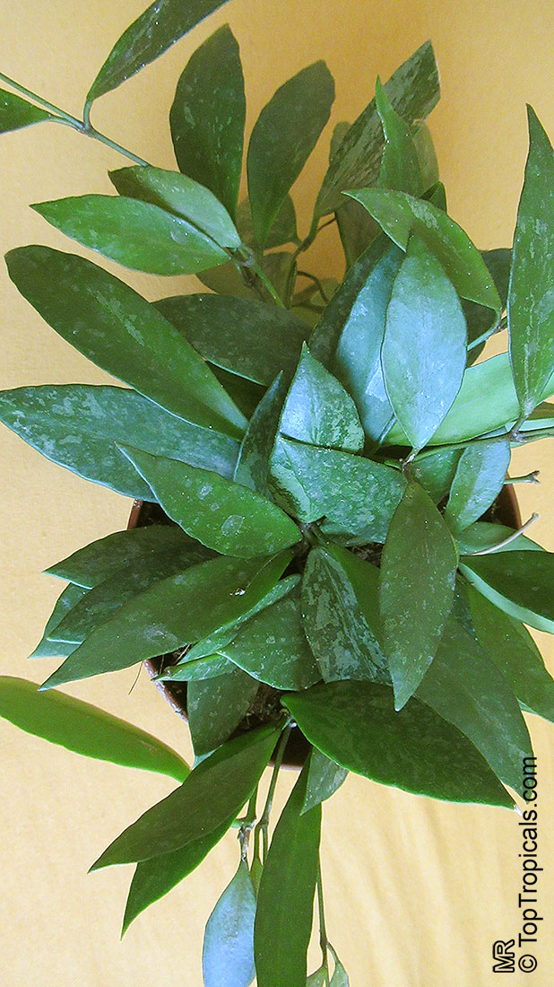Hoya sp., Wax Flower