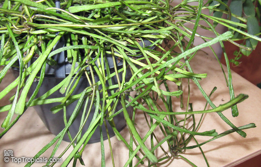 Hoya retusa, Grass-leafed Hoya