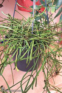 Hoya retusa, Grass-leafed Hoya

Click to see full-size image