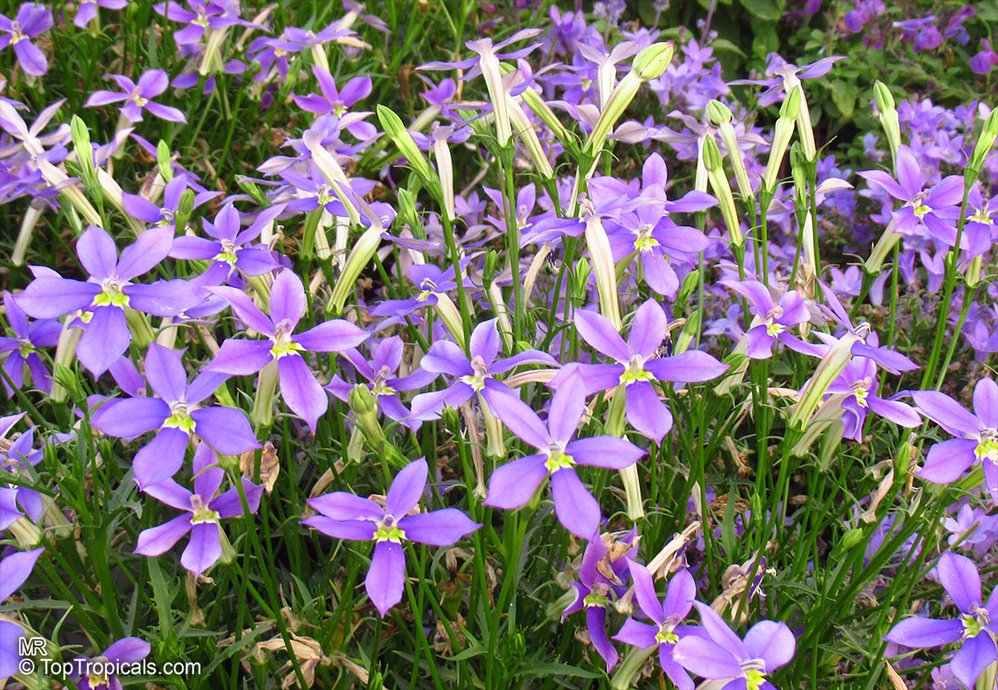 Isotoma axillaris, Rock Isotome, Showy Isotome, Blue Stars, Star Flowers