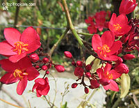 Jatropha integerrima, Jatropha pandurata, Spicy Jatropha, Coral Plant, Peregrina, Physic Nut

Click to see full-size image