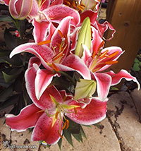 Lilium sp., Lily

Click to see full-size image