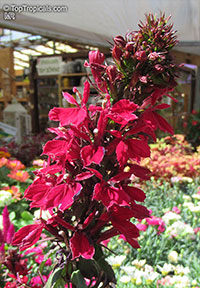 Lobelia sp., Lobelia, Asthma Weed, Indian Tobacco, Pukeweed,Cardinal Flower

Click to see full-size image