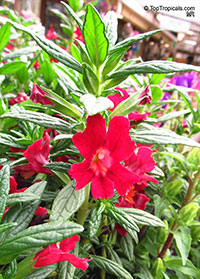 Mimulus x hybridus, Monkey Flower

Click to see full-size image