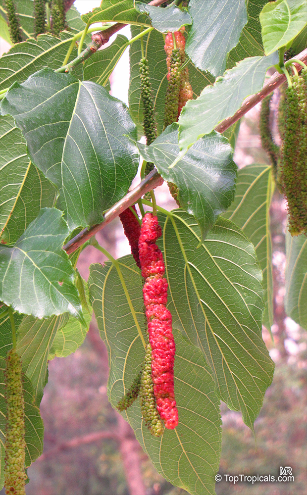 Morus macroura, Morus alba var. laevigata, King White Mulberry, Shahtoot Mulberry, Tibetan Mulberry, Long Mulberry
