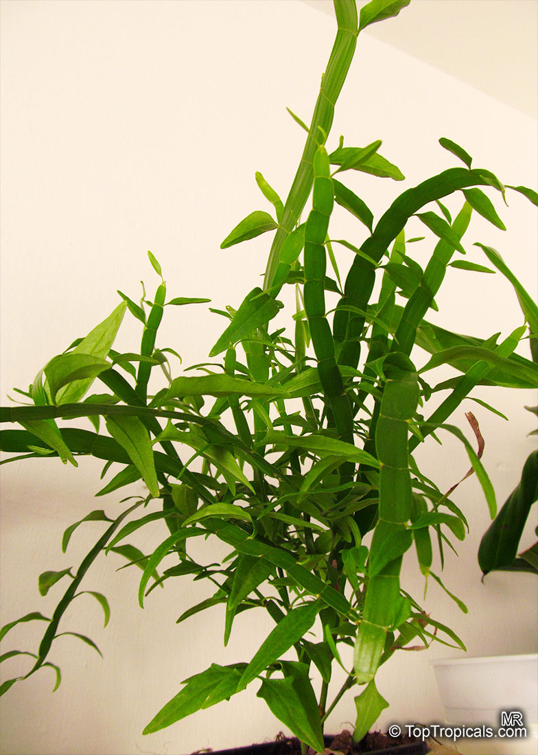 Muehlenbeckia platyclada, Homalocladium platycladum, Centipede Plant, Tapeworm Plant, Ribbonbush