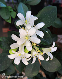 Murraya paniculata, Orange Jasmine, Orange Jessamine, Mock Orange, Lakeview Jasmine, Chinese Cosmetic Boxwood

Click to see full-size image