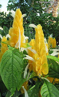 Pachystachys lutea, Yellow Shrimp Plant, Golden Shrimp Plant, Lollipop Plant, Candle Plant

Click to see full-size image